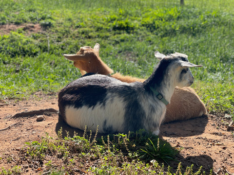 Nigerian Dwarf Goats